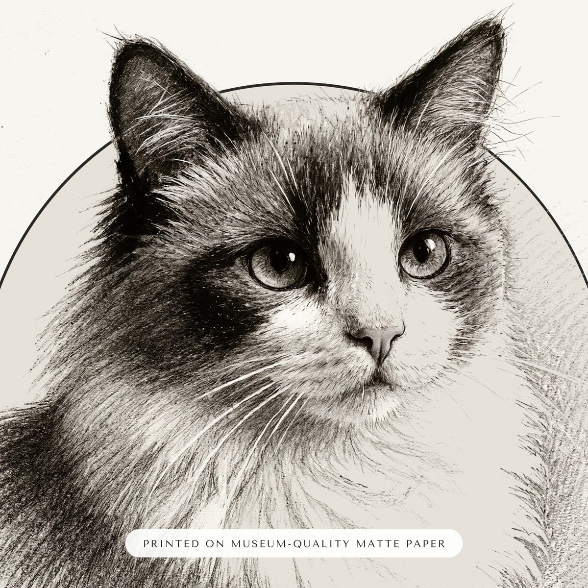 Pencil Sketch Cat Portrait – close-up of the print – Framed Print